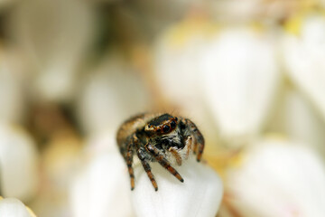 Cat Jumping spider (Nekohaetori spider) sitting on the flowerhead of white Japanese andromeda. Ecological close up macro photograph.