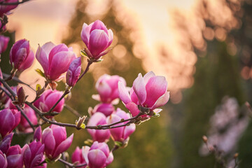 Magnolia 