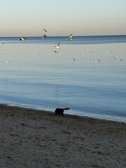seagulls on the beach