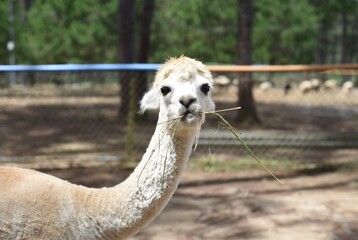 Portrait of funny lama with fringe eating grass