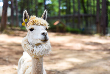 Portrait of funny lama with fringe with copy space 