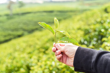 Hand holding tea crop against tea hill in Da Lat Vietnam
