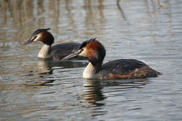 pair of great crested grebes (Podiceps cristatus) together on lake in early spring