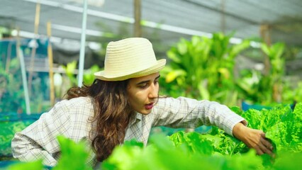 Young female farmer begins her day by inspecting her crops. With a sharp eye and a deep knowledge of agriculture, she carefully evaluates each vegetable.