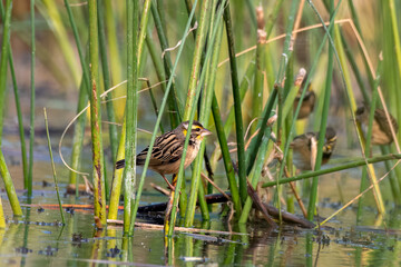 Black-breasted weaver or Ploceus benghalensis observed in Nalsarovar in Gujarat