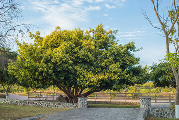 Tree landscape with blue sky in a ranch.