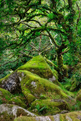 Fototapeta na wymiar Wistman's Wood, Dartmoor, Devon, England