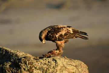aguila imperial se alimenta de un conejo