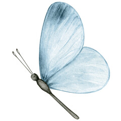 Watercolor hand drawn butterfly