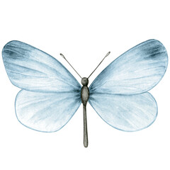 Watercolor hand drawn butterfly