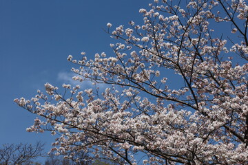 cherry blossom