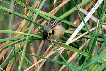 Black-breasted weaver or Ploceus benghalensis observed in Nalsarovar in Gujarat