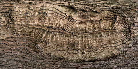 Natural wood bark texture brown