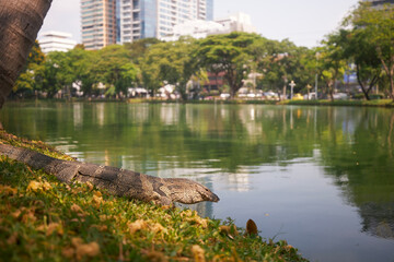 Fototapeta premium Water monitor lizard in grass in Lumphini Park. Bangkok, Thailand..