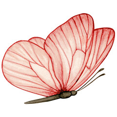 Watercolor hand drawn butterfly © angela0982