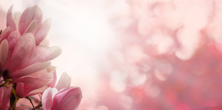 Beautiful spring flower on pink and white sunlight bokeh sparkle background. Floral spring background border