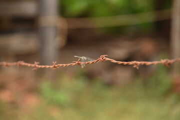 dragonfly on the wire