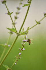 bee on a flower