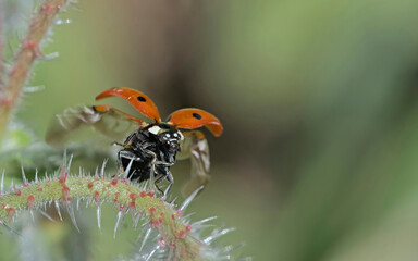 Coccinella septempunctata, the seven-spot ladybird or, in North America, seven-spotted ladybug or C-7, Greece