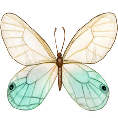 Fototapeta na wymiar Watercolor hand drawn butterfly