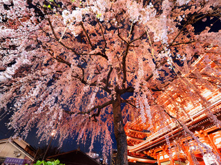 浅草寺の夜桜　東京都