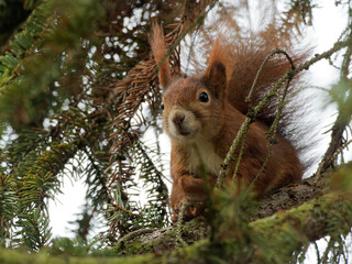 Eurasisches Eichhörnchen, Eichhörnchen, Eichkater, Sciurus vulgaris © dina