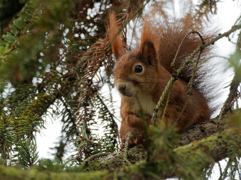 Eurasisches Eichh&ouml;rnchen, Eichh&ouml;rnchen, Eichkater, Sciurus vulgaris