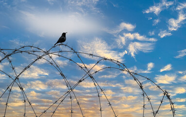 a bird on a barbwire