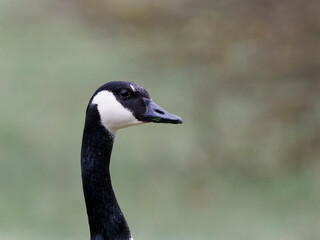 Kanadagans , Branta canadensis