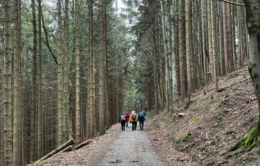Gruppe von Wanderern auf einem breiten Weg im Nadelwald im Frühling in Bayern, Deutschland