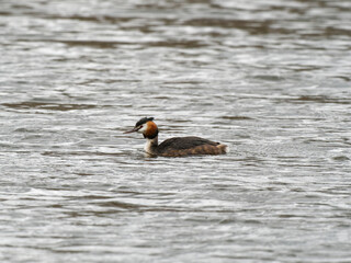 Haubentaucher, Podiceps cristatus