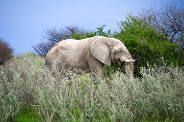 Elephant in the grass