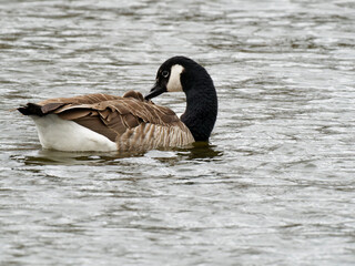 Obraz premium Kanadagans , Branta canadensis
