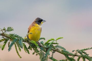 Male Black-headed bunting or Emberiza melanocephala observed near Nalsarovar