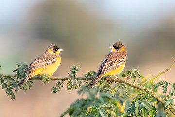 Pair of Black-headed bunting or Emberiza melanocephala observed near Nalsarovar