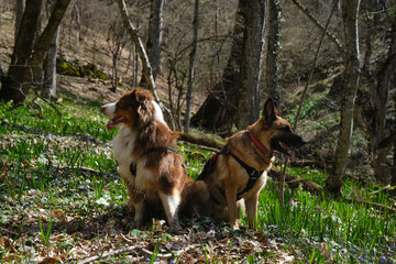 Hiking in mountains with two dogs. Australian and German Shepherd sit side by side in clearing among primroses in forest in early spring. Nature of Caucasus, pets actively spend time outside.