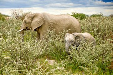 Obraz na płótnie Canvas Elephants family