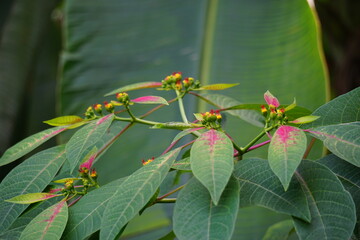 Fototapeta premium Poinsettia (Also called Euphorbia pulcherrima, Kastuba, flor de pascua) in nature. Though often stated to be highly toxic, the poinsettia is not dangerous to pets or children