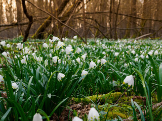 Obraz premium Märzenbecher, Frühlings-Knotenblume, Leucojum vernum im Auwald