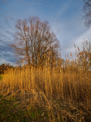 Landschaft im NSG Grettstädter Riedwiesen im Abendlicht, Landkreis Schweinfurt, Unterfranken, Bayern, Deutschland