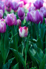 Beautiful unusual pink and white single tulip in focus