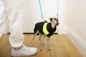 clothes for walking small dogs, cute pet in a dog vest before a walk