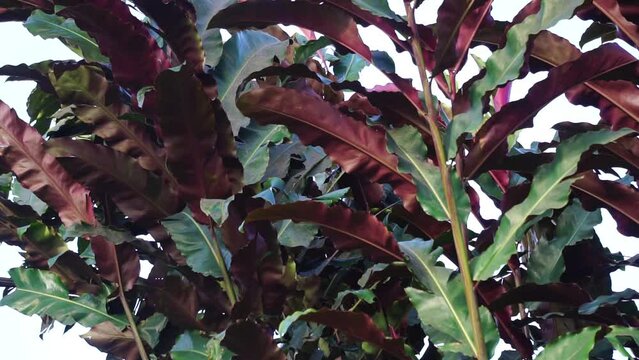 Etlingera elatior (Also called torch ginger, ginger flower, red ginger lily, kecombrang). In Bali, people use the white part of the bottom part of the trunk for cooking chilli sauce (Sambal Bongkot)