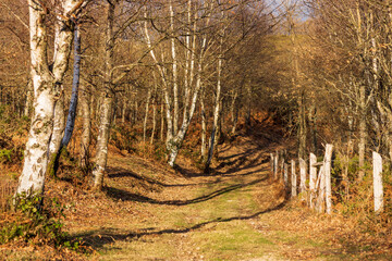 autumn winter forest with brown colors