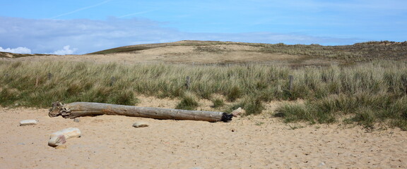 Le bois flotté abandonné sur le sable