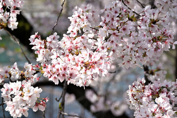 日本の桜