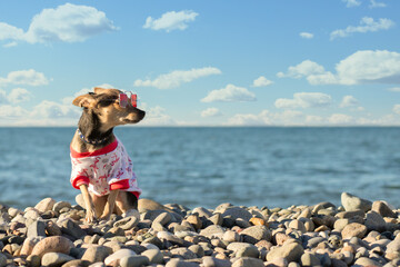 dog in sunglasses in the summer on the beach,cute pet relaxes on the sea,tourism and travel