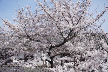 桜満開