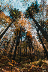 Yellow autumn leaves near Mount Lysica in Holy Cross Mountains, Poland