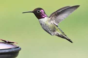 hummingbird in flight